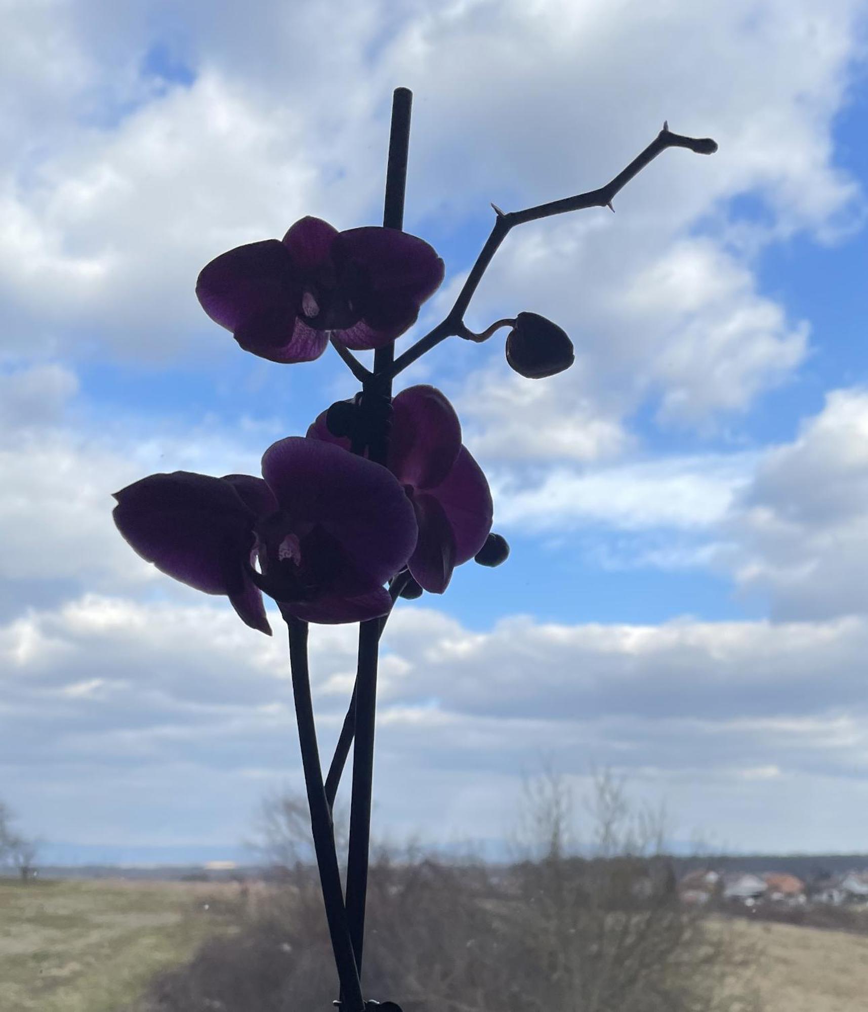 Milka - Balkon - Besplatan Parking - Samostalna Prijava Karlovac